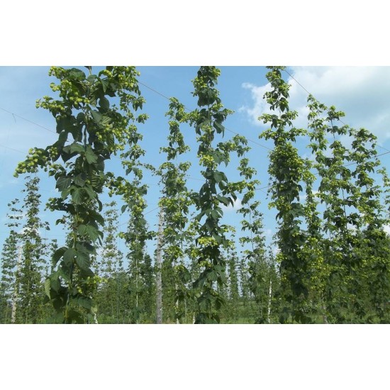 2nd year hop plants - Orders of 300 and more